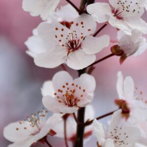 Fleurs de cerisier sur fond rose, évoquant la compassion et l'ouverture du cœur dans la pratique POA Lojong